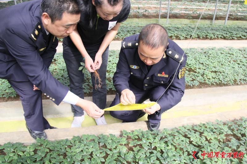 南國神草出邊疆   國檢衛士保質量