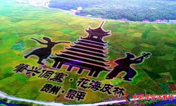 黎平：侗鄉油菜花開春意濃