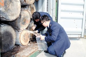 廈門局檢驗檢疫人員對德國入境楊木實施檢疫