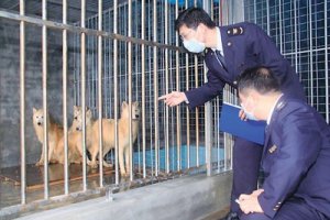 加拿大北極狼落戶深圳