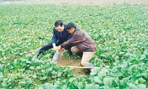 揭陽檢驗檢疫局加強監管確保供港蔬菜質量安全