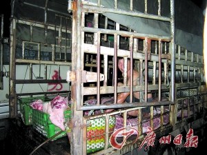 屠宰戶當街給母豬肉注水分解后擺上臺面（組圖）