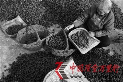 大棗豐收成“災(zāi)” 棗農(nóng)進(jìn)京求助