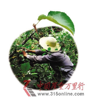 在招遠(yuǎn)S304省道邊的一片蘋果園里,果農(nóng)正在給蘋果套藥袋。 新華社發(fā) 在招遠(yuǎn)S304省道邊的一片蘋果園里,果農(nóng)正在給蘋果套藥袋。 新華社發(fā)