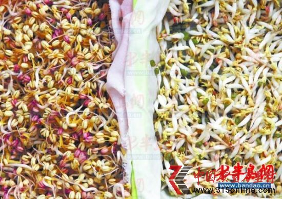 左側(cè)為自然生長的豆芽,顏色發(fā)紅,賣相差;右側(cè)噴過生長劑的豆芽,又粗又白,沒有根。 左側(cè)為自然生長的豆芽,顏色發(fā)紅,賣相差;右側(cè)噴過生長劑的豆芽,又粗又白,沒有根。